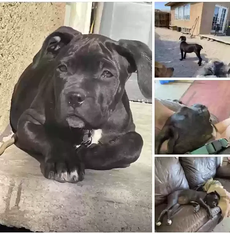 Lost dog in Desert Hot Springs, CA, 92240