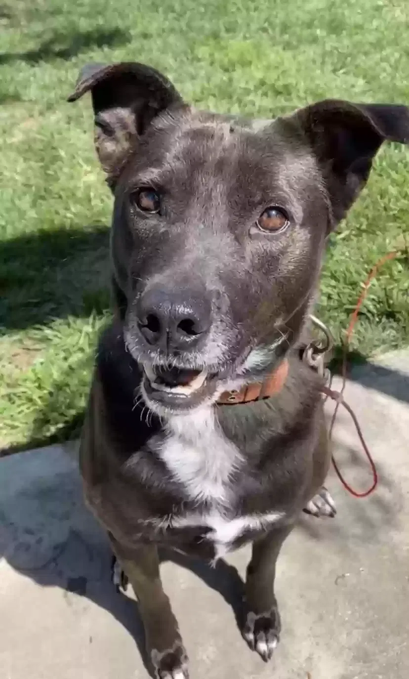 Lost dog in Fresno, CA, 93722