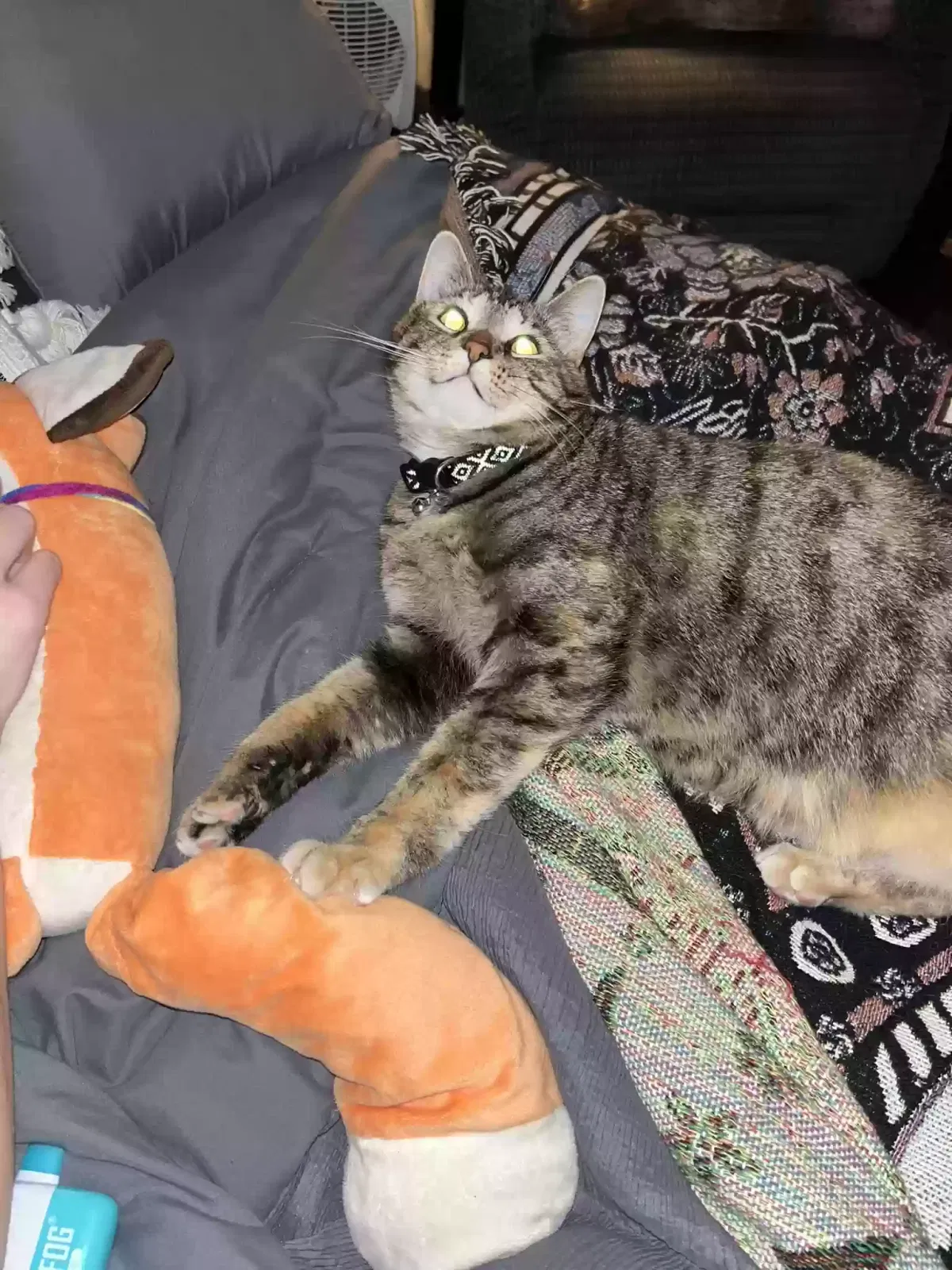 Lost cat in Louisville, KY, 40204