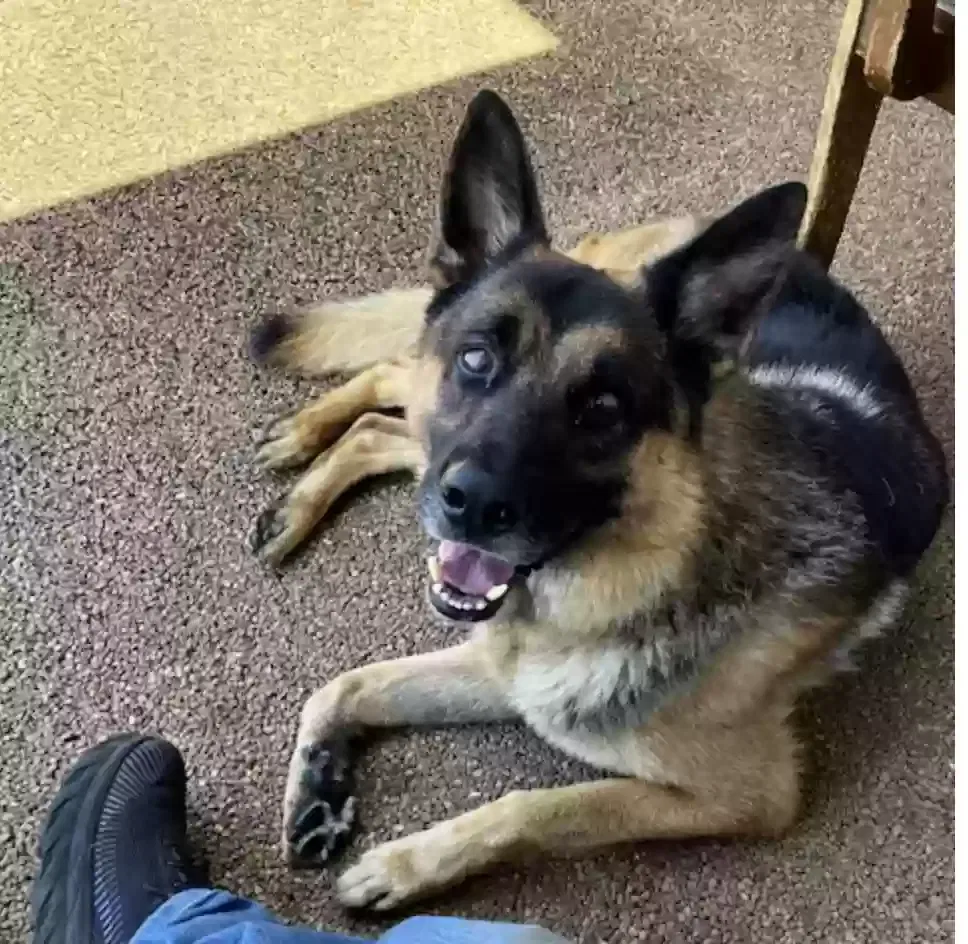 Lost dog in Honolulu, HI, 96818