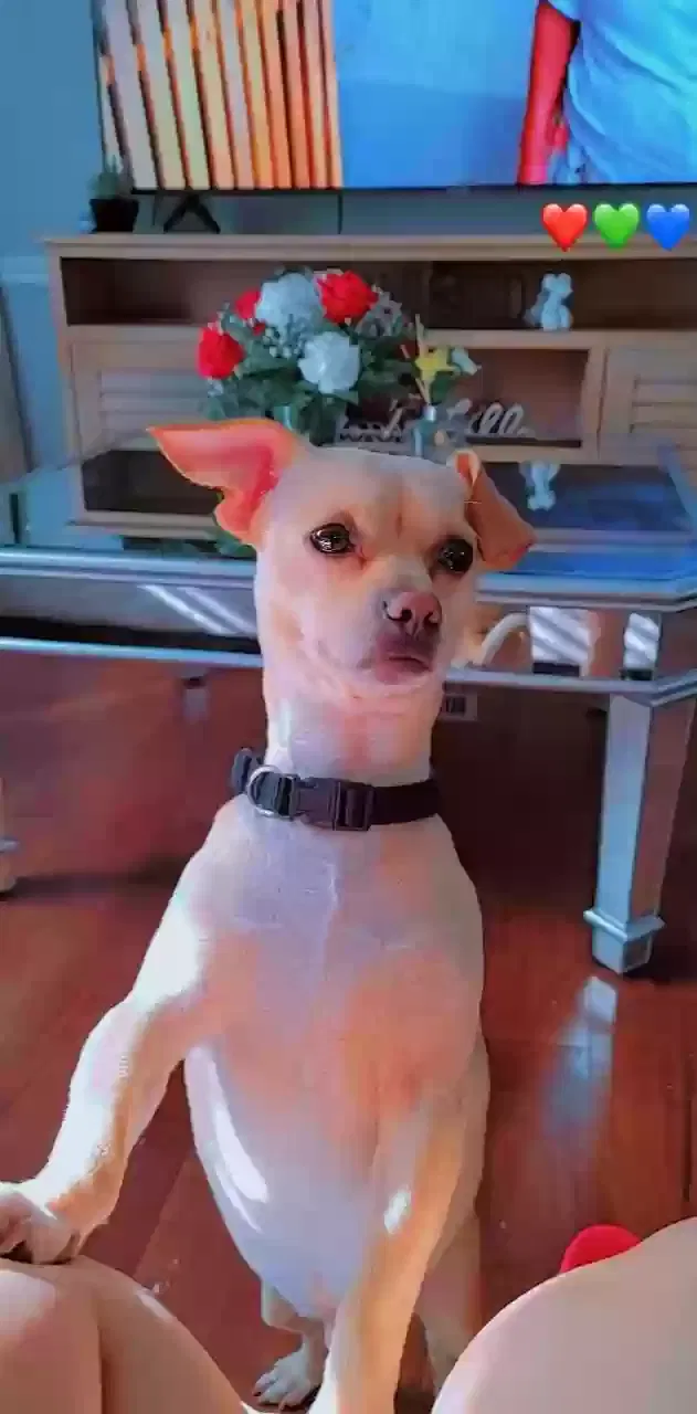 Lost dog in Lawrenceville, GA, 30043
