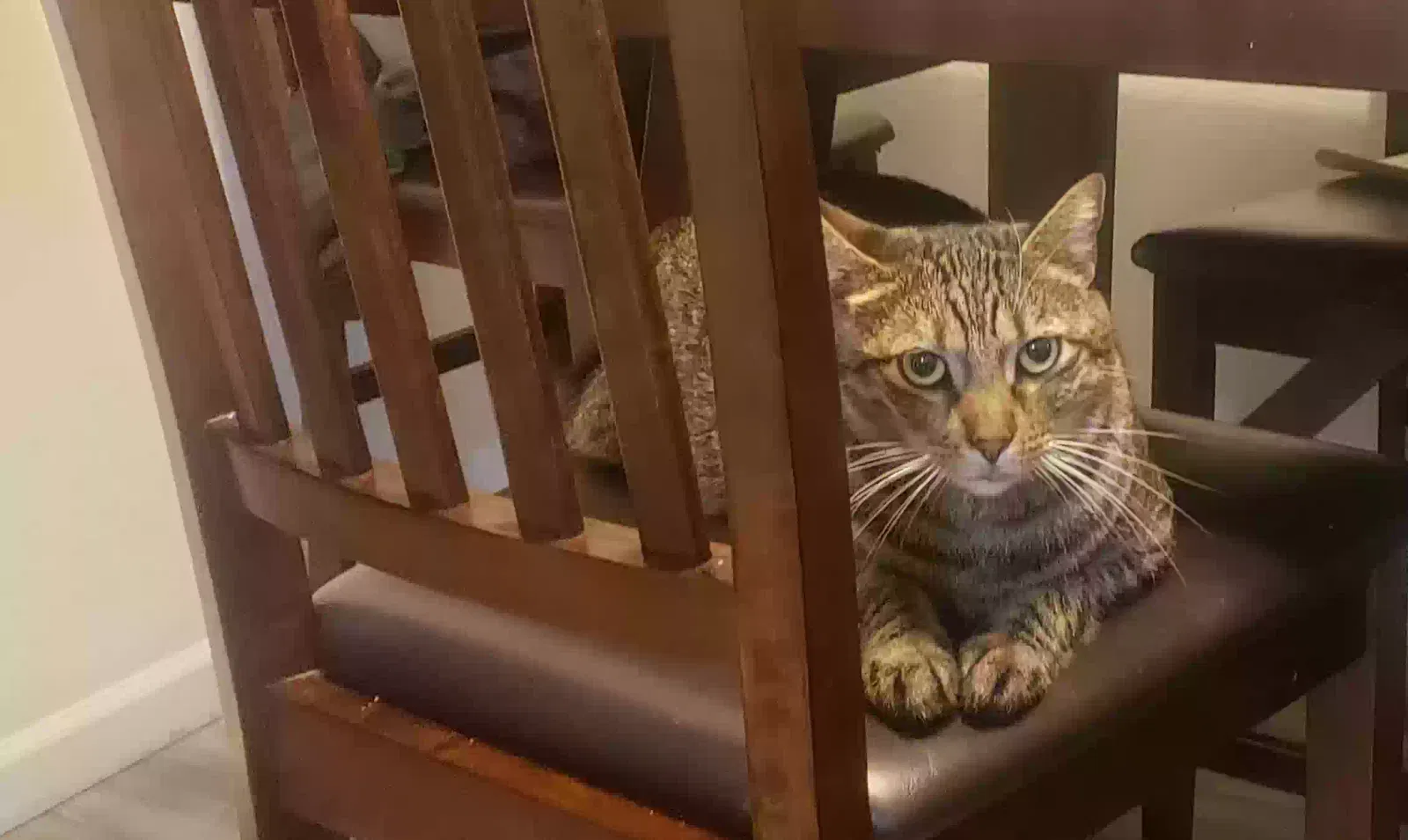 Lost cat in Fort Lupton, CO, 80621