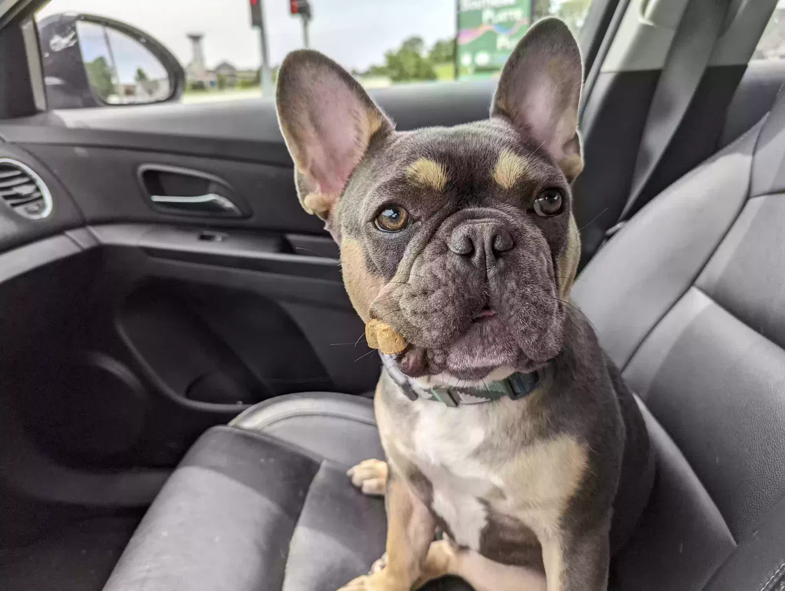 Lost dog in Kansas City, MO, 64131
