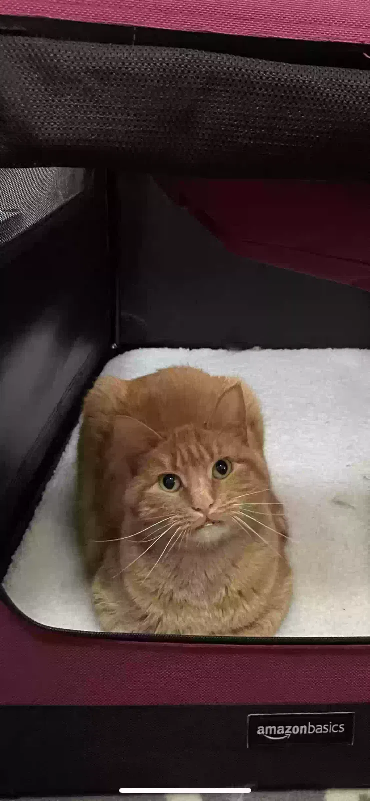 Lost cat in Altoona, IA, 50009