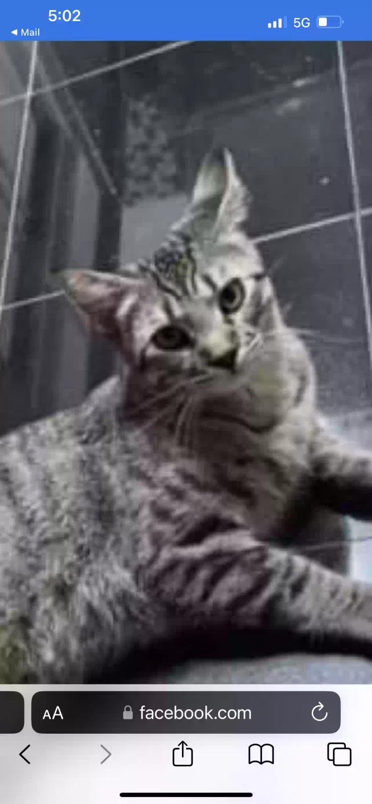 Lost cat in South Pasadena, CA, 91030
