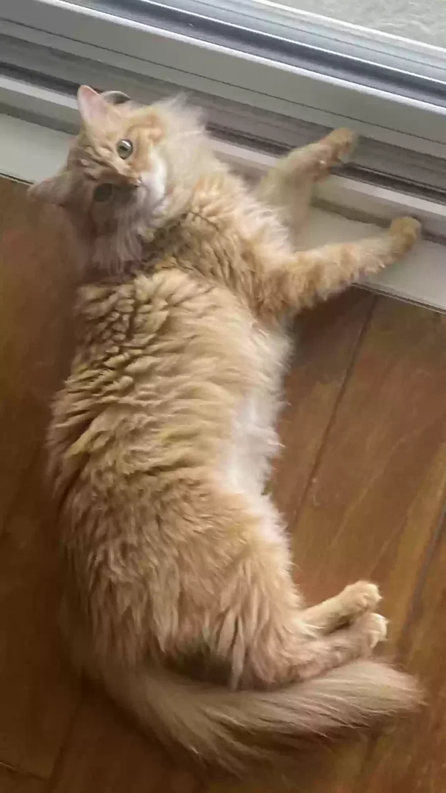 Lost cat in Corona, CA, 92882