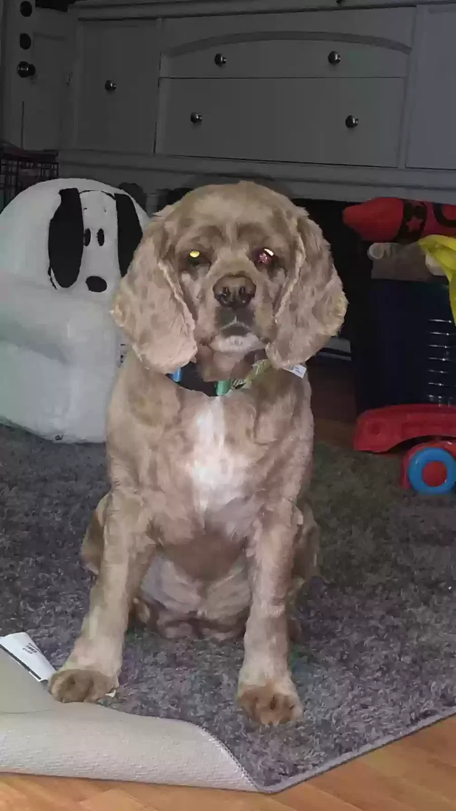Lost dog in Abilene, TX, 79605