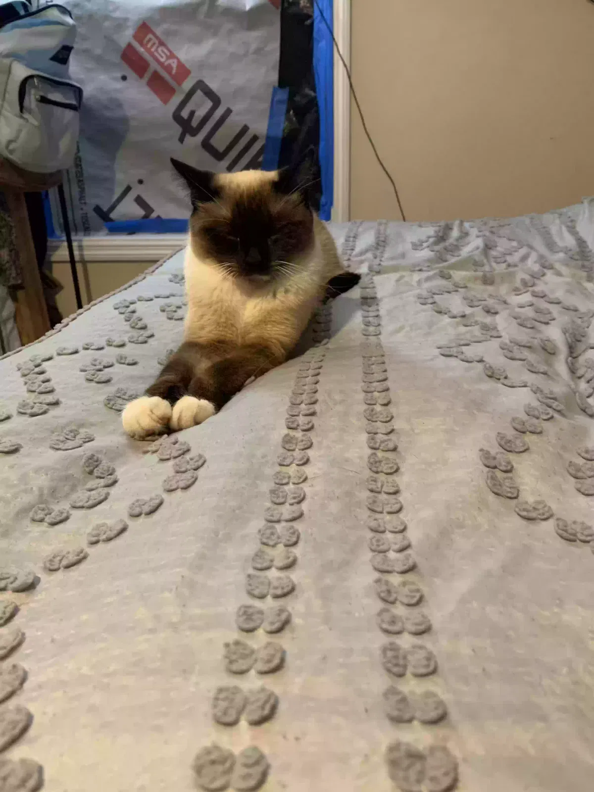 Lost cat in Hawthorne, FL, 32640