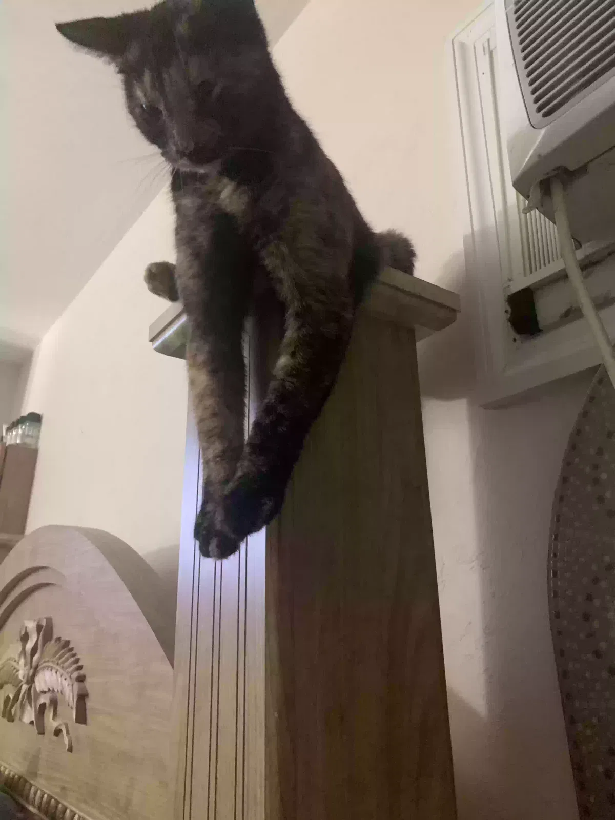 Lost cat in Hawthorne, FL, 32640