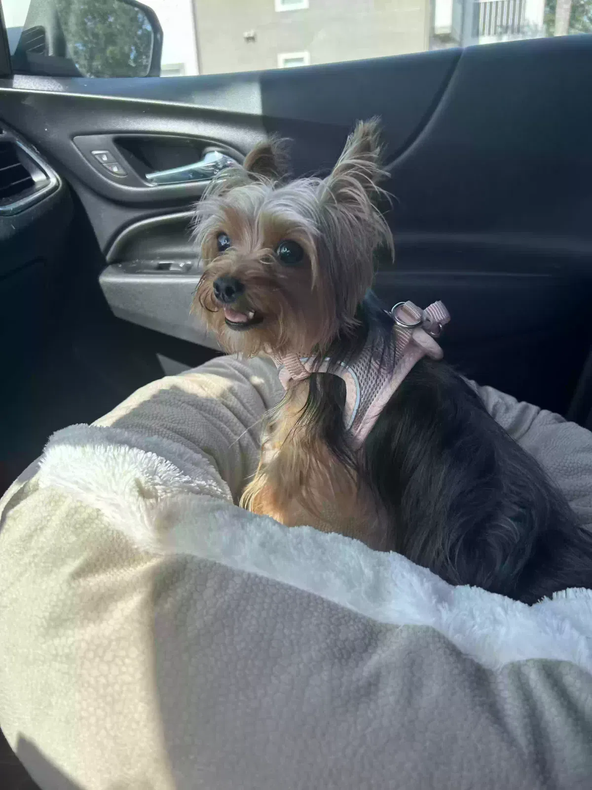 Lost dog in Saint Johns, FL, 32259