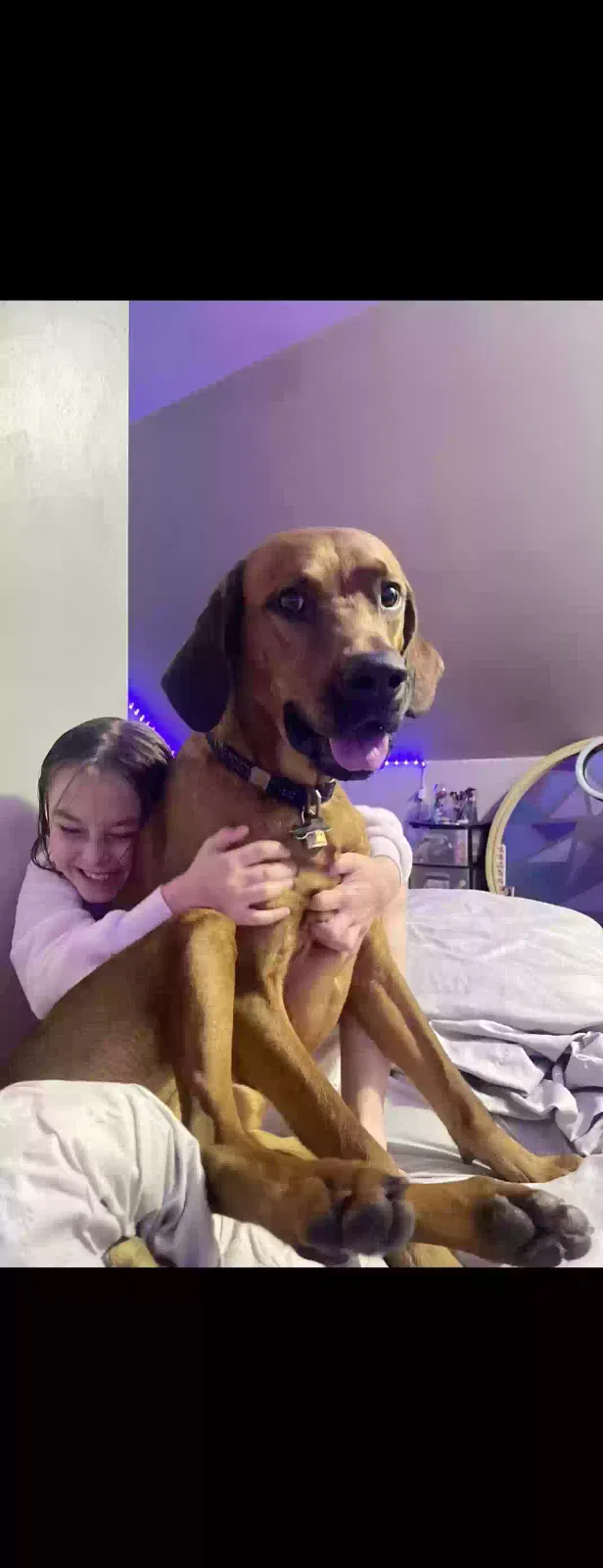 Lost dog in Fostoria, MI, 48435