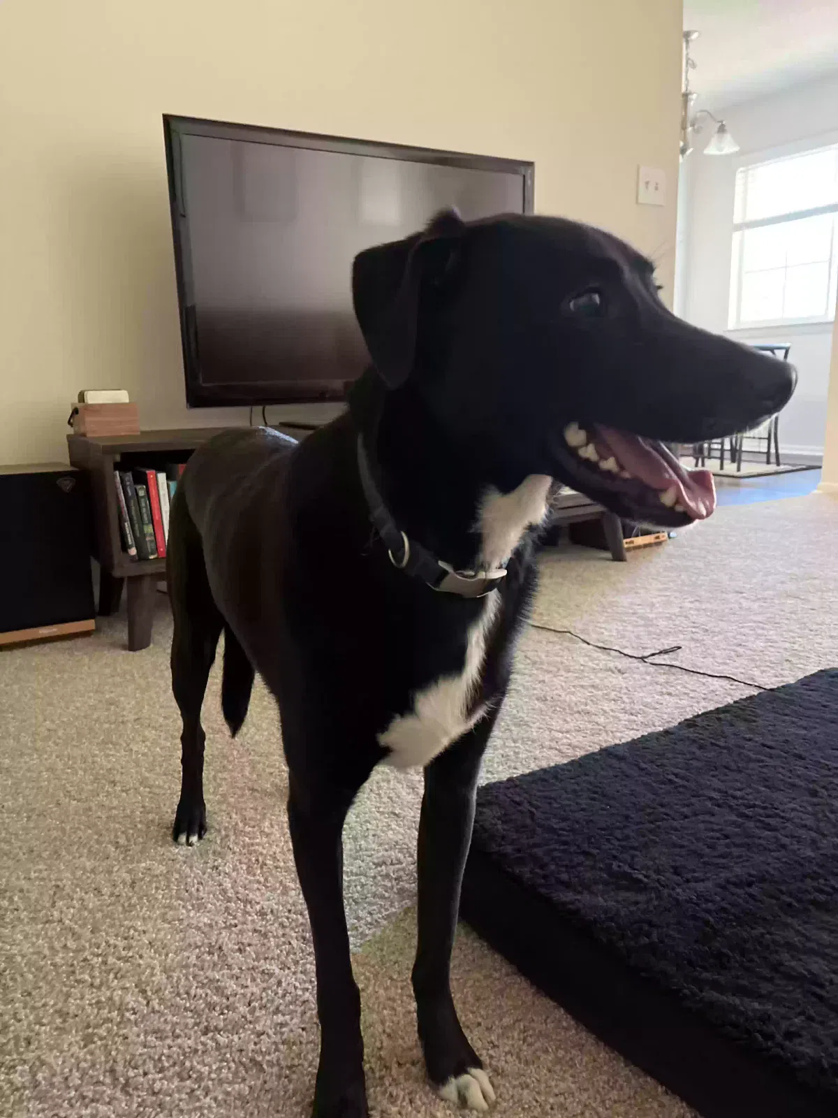Lost dog in Chesapeake, VA, 23320