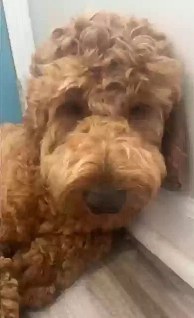 Lost dog in Omaha, NE, 68127
