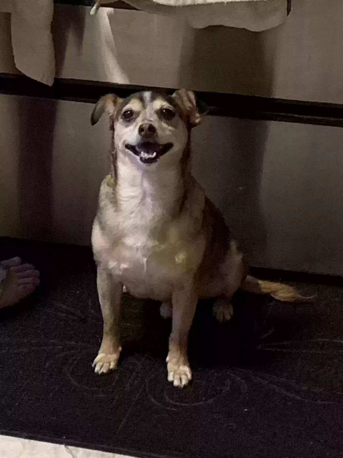 Lost dog in Los Angeles, CA, 90028