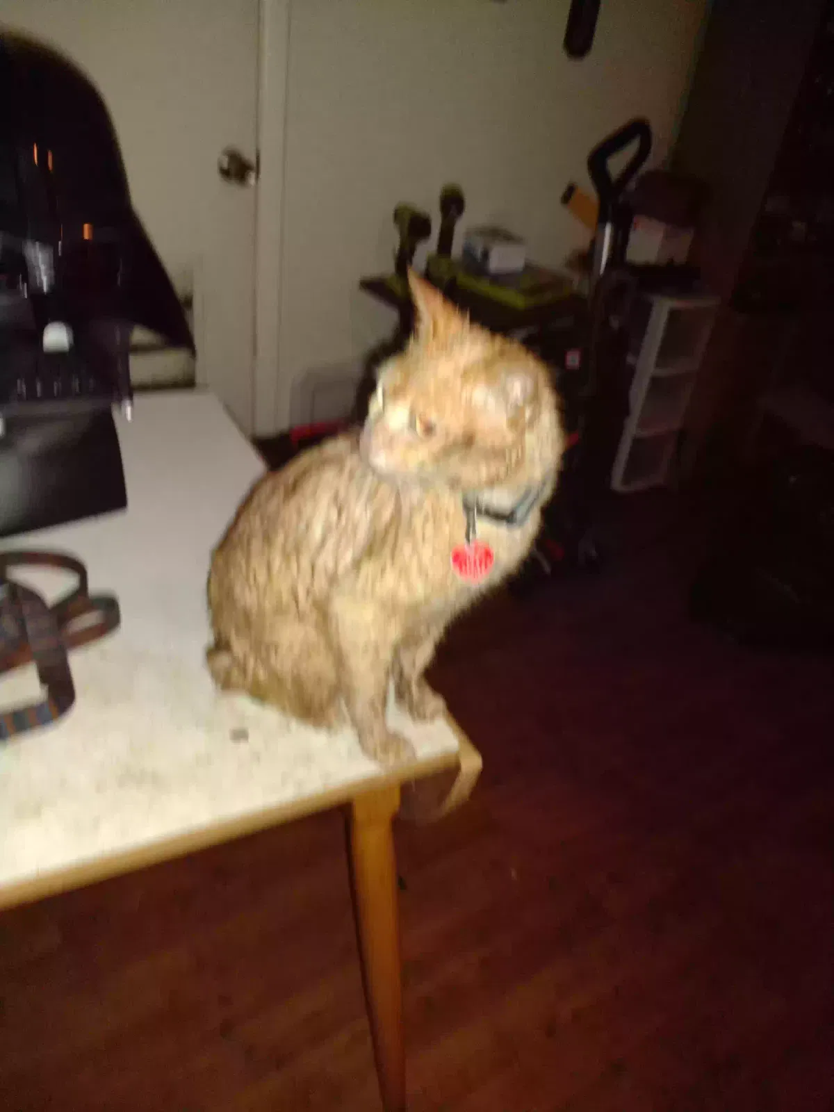 Lost cat in Savannah, GA, 31404