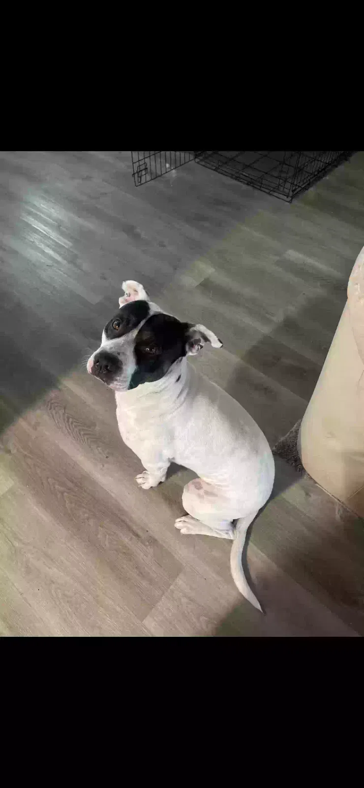 Lost dog in Tampa, FL, 33612