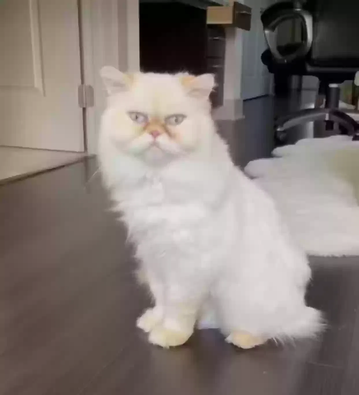 Lost cat in Clifton, NJ, 7013