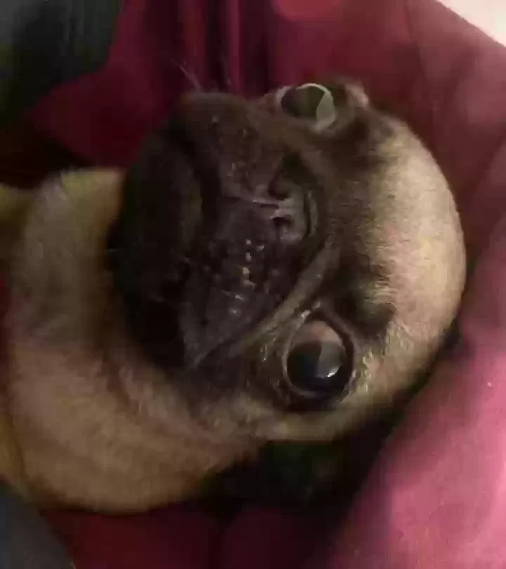 Lost dog in Los Angeles, CA, 90040