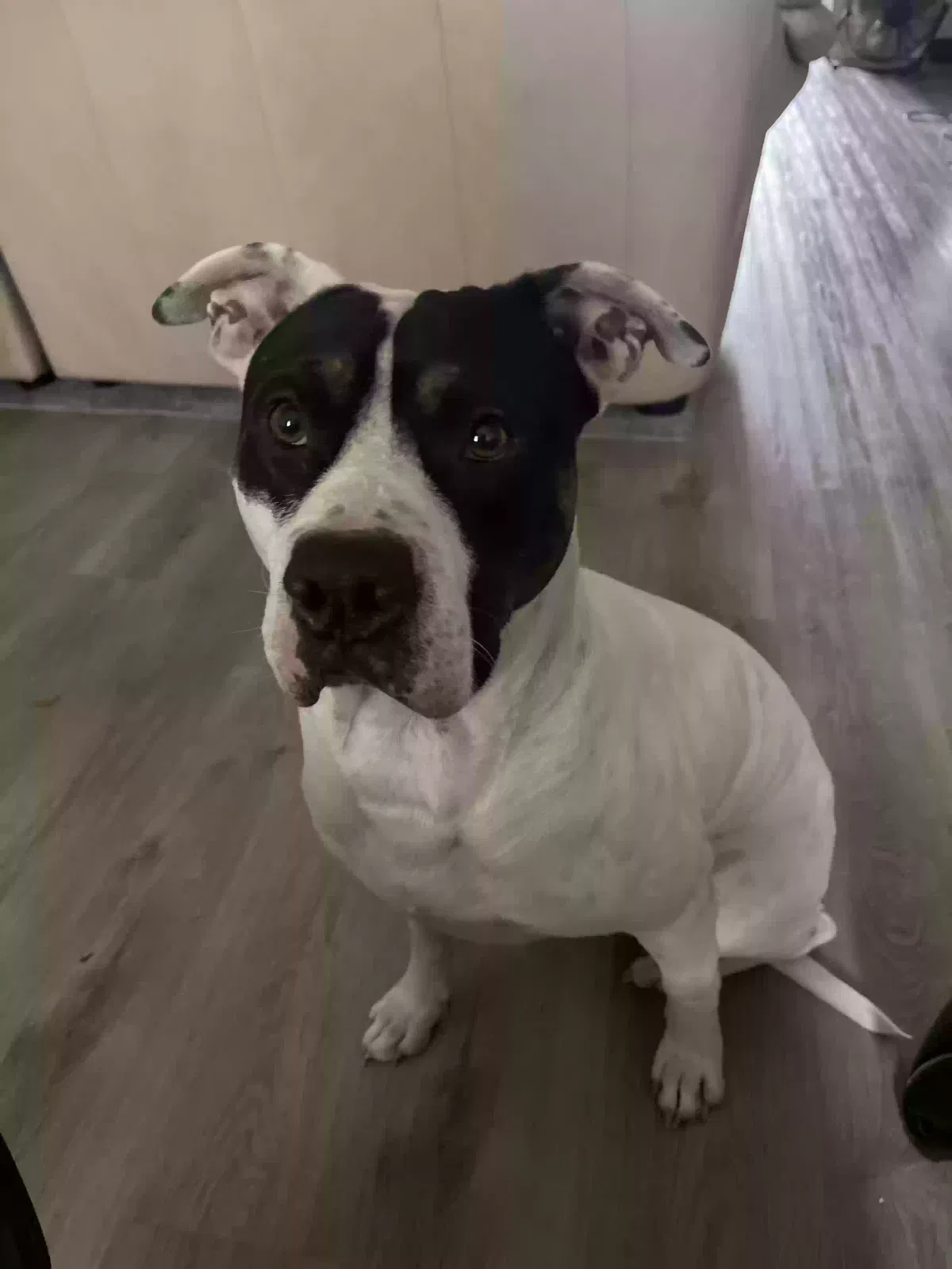 Lost dog in Tampa, FL, 33612