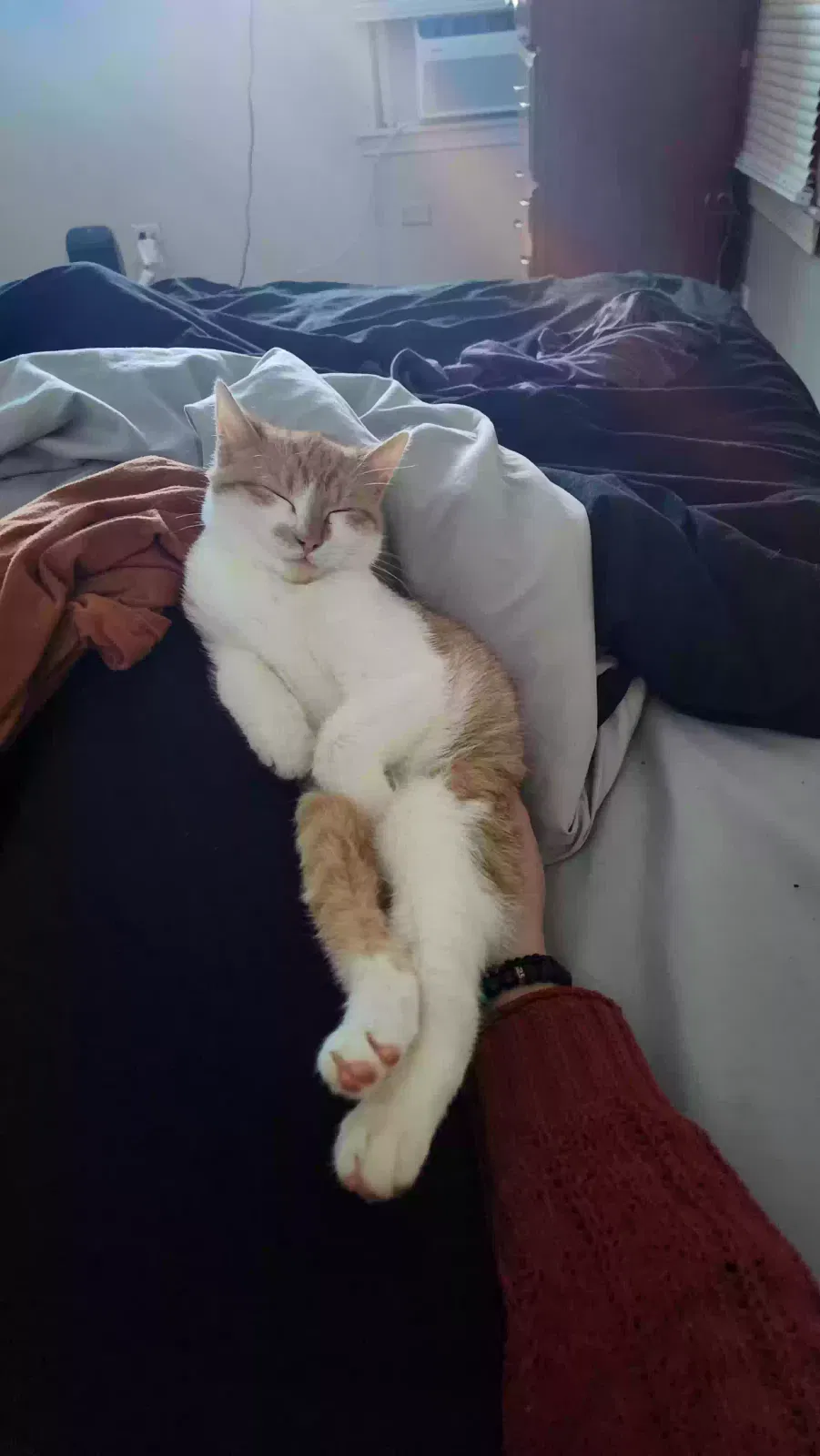 Lost cat in New Iberia, LA, 70563