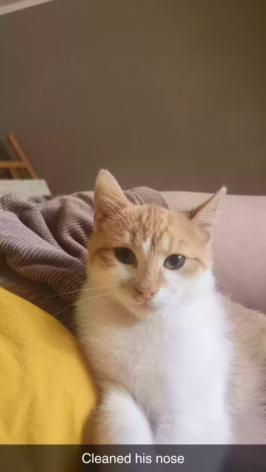 Lost cat in New Iberia, LA, 70563