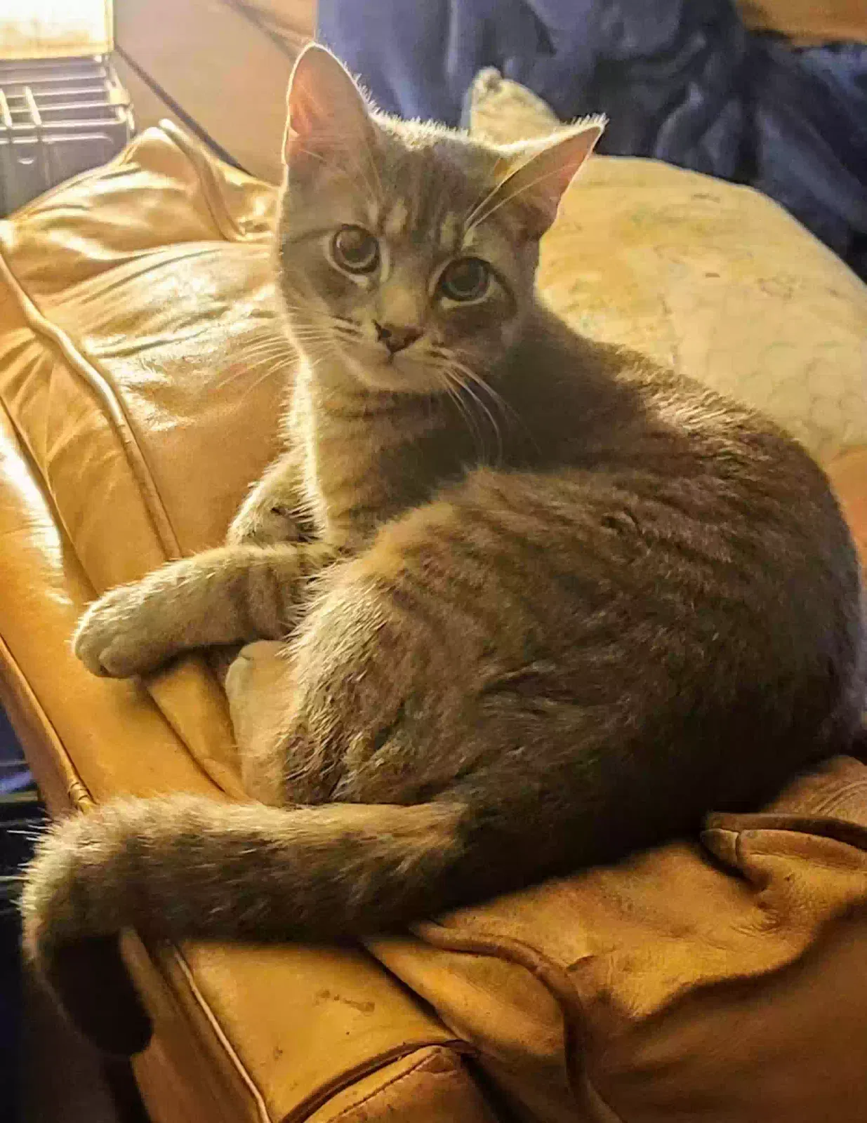 Lost cat in San Antonio, TX, 78212