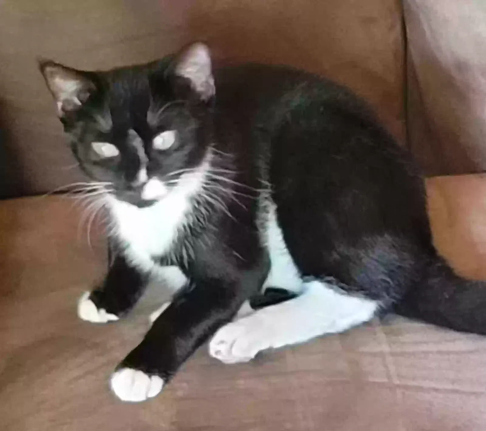 Lost cat in San Antonio, TX, 78212
