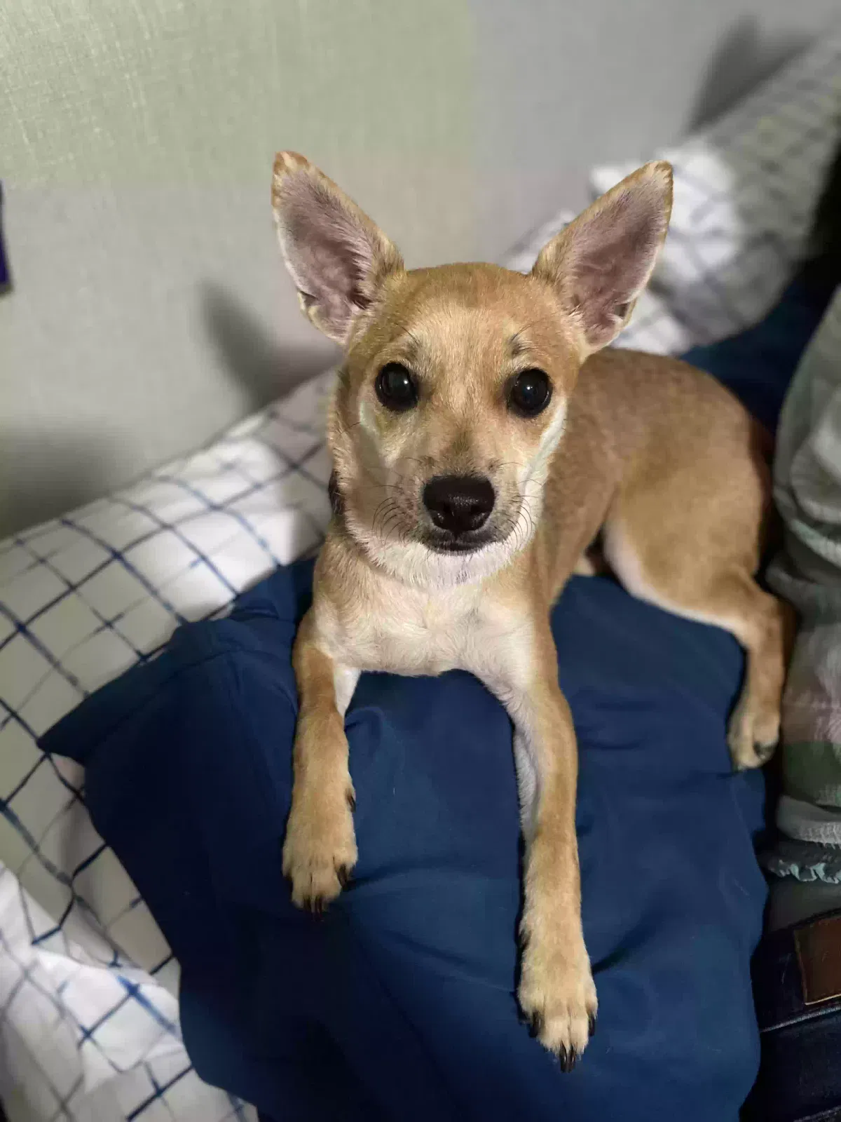 Lost dog in Clovis, CA, 93612