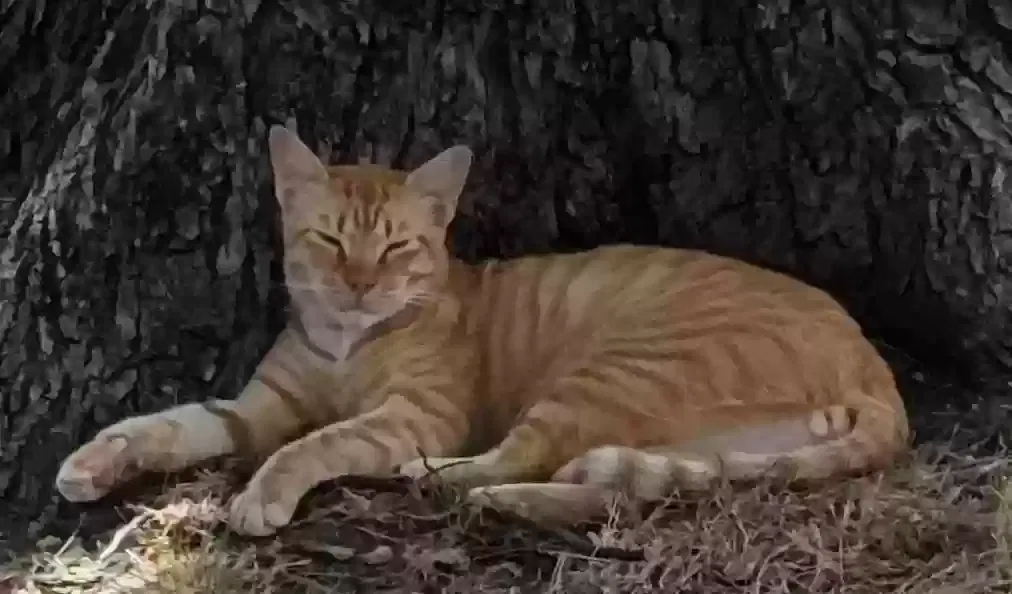 Lost cat in San Antonio, TX, 78212