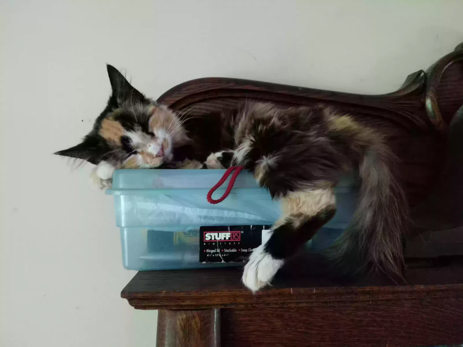 Lost cat in Glenmoore, PA, 19343