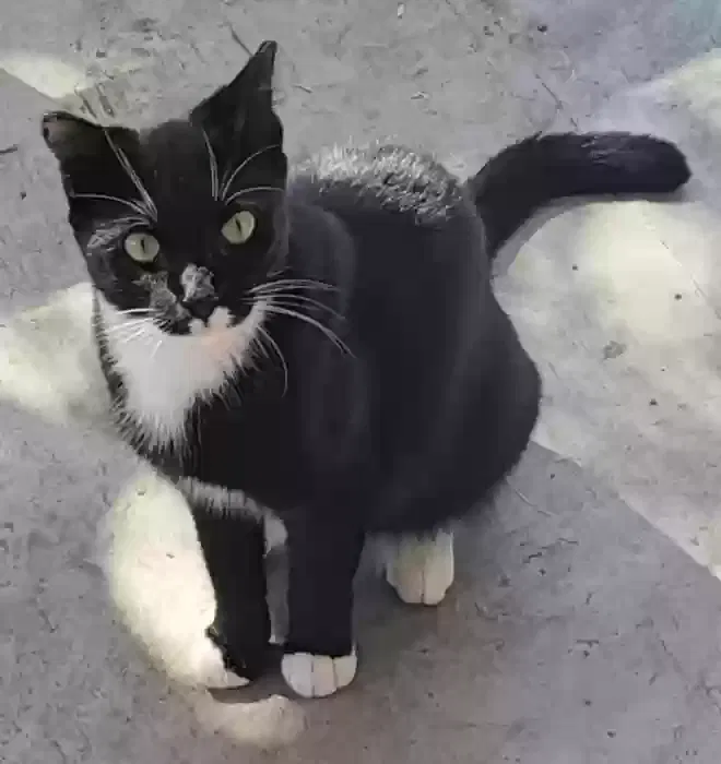 Lost cat in San Antonio, TX, 78212