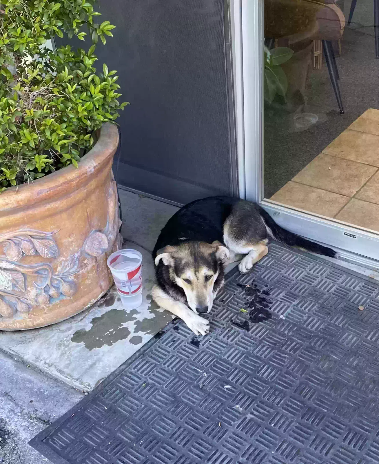 Found dog in Fresno, CA, 93727