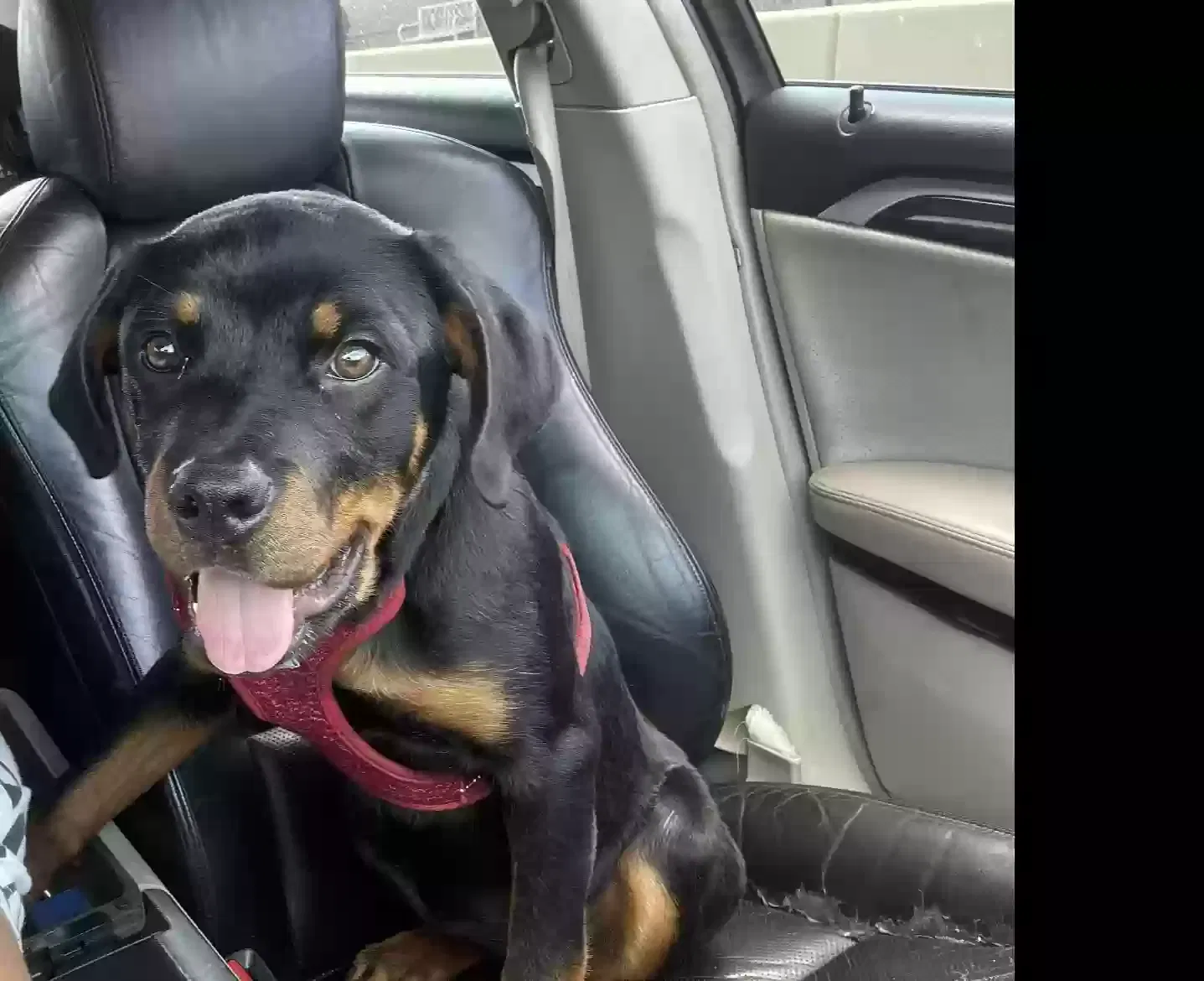 Lost dog in Orlando, FL, 32808