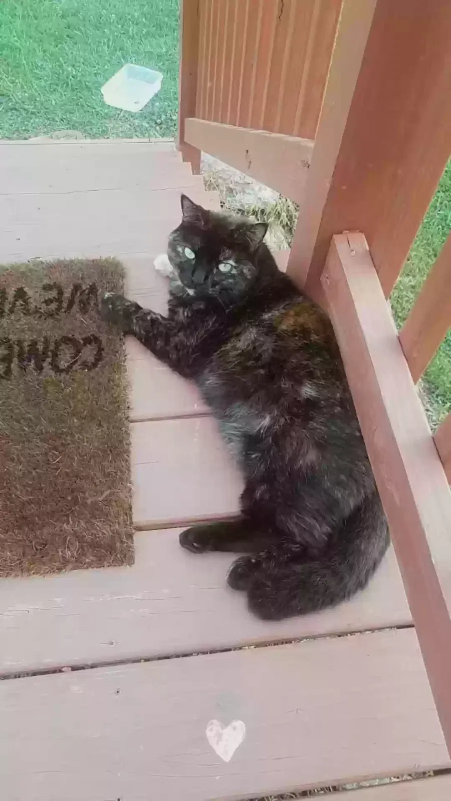 Lost cat in Barren Springs, VA, 24313