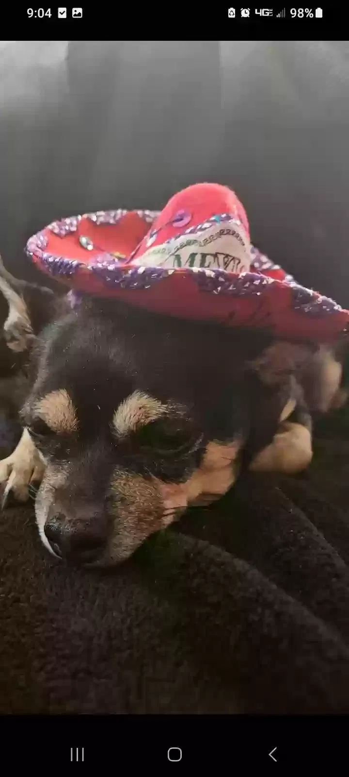 Lost dog in Lakewood, OH, 44107
