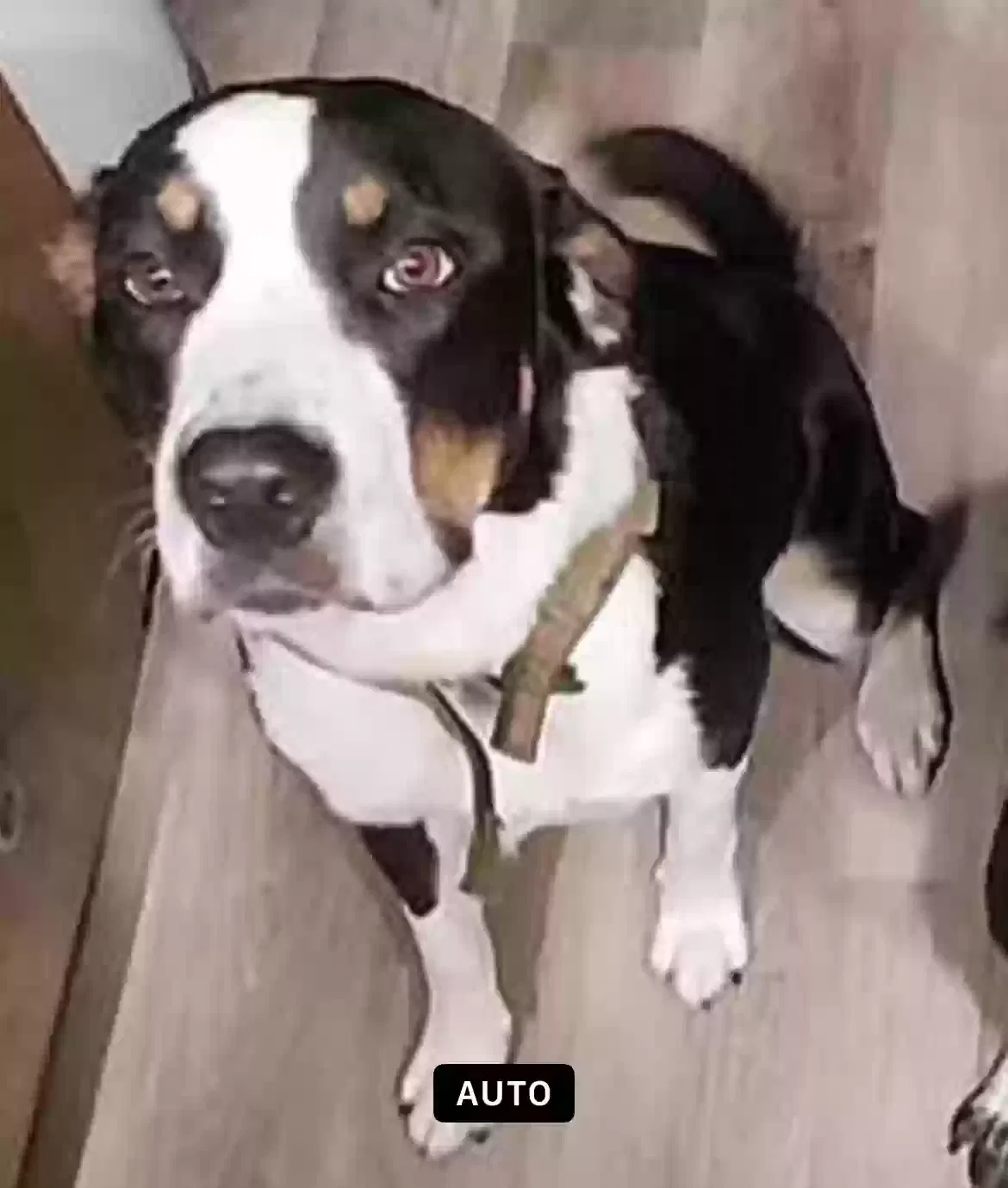 Lost dog in Mobile, AL, 36618