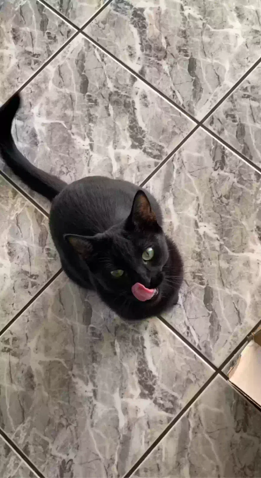 Lost cat in Temecula, CA, 92592