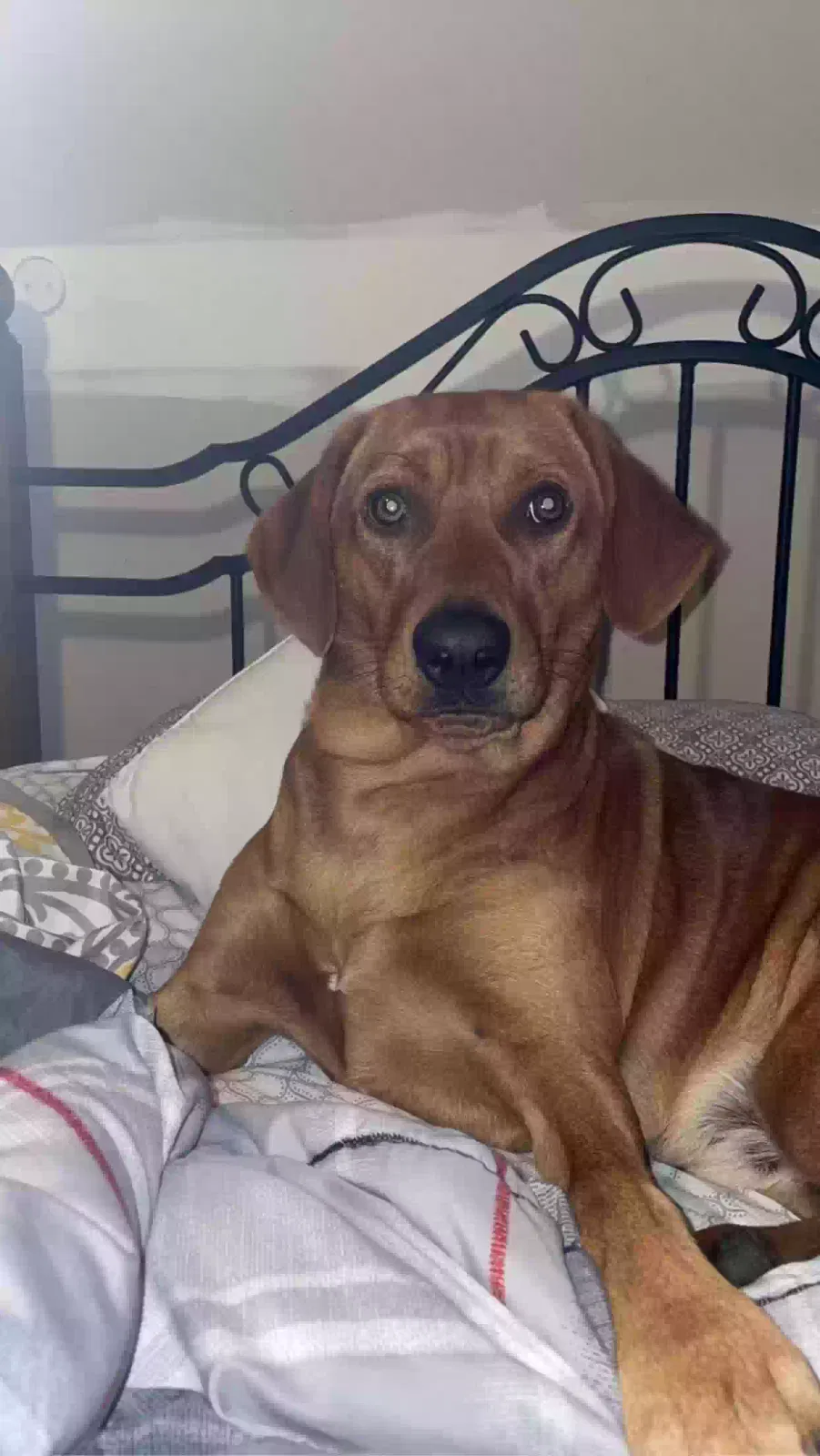 Lost dog in Leesville, SC, 29070