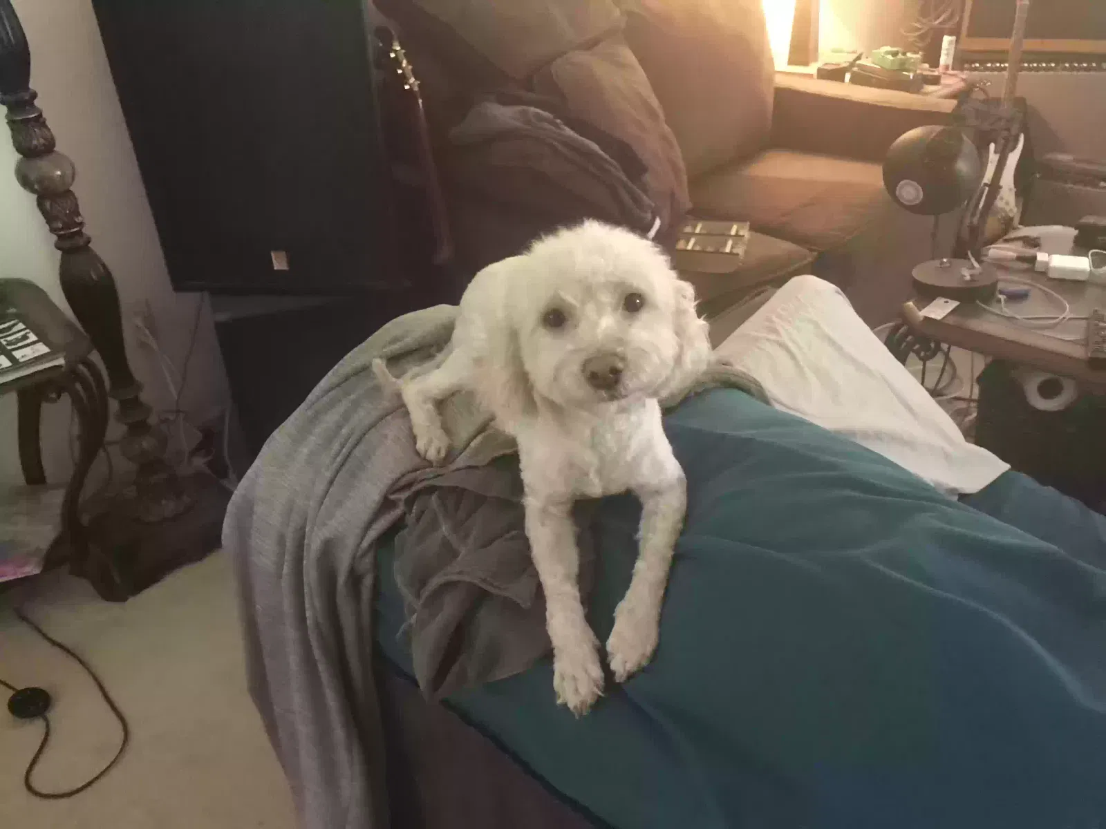 Lost dog in Cathedral City, CA, 92234