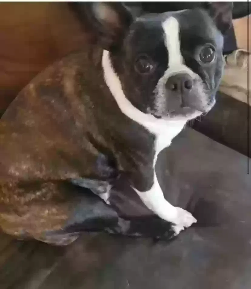 Lost dog in Tacoma, WA, 98405