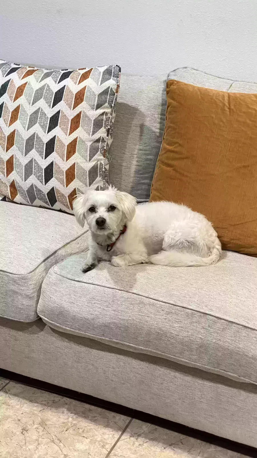 Lost dog in Hayward, CA, 94544