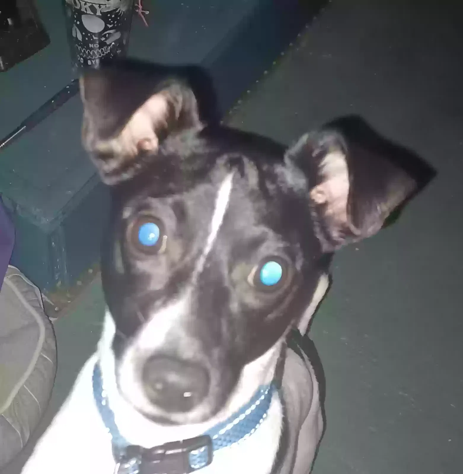 Lost dog in Paducah, KY, 42003