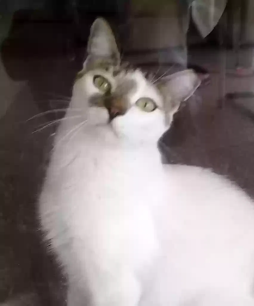 Lost cat in Kissimmee, FL, 34758
