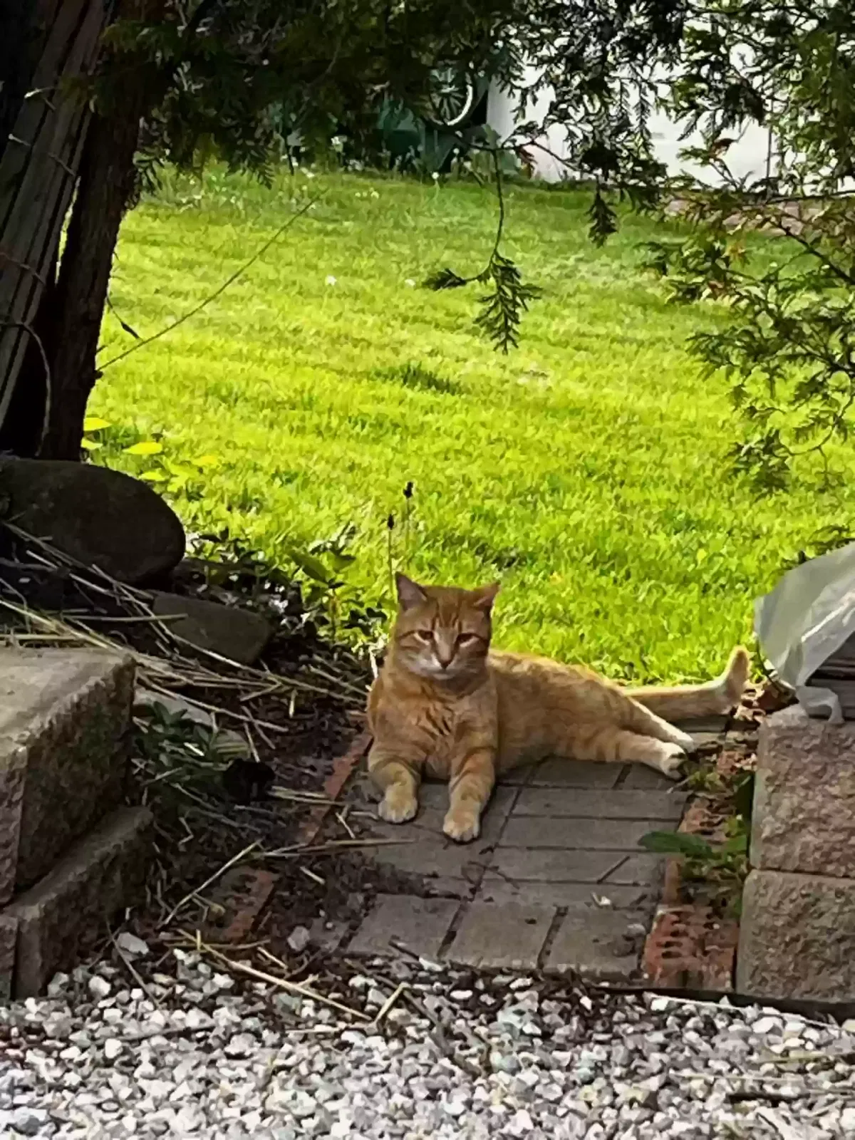 Lost cat in Mchenry, IL, 60050