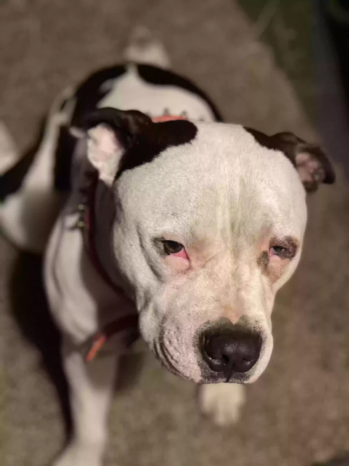 Lost dog in Pawnee, IL, 62558