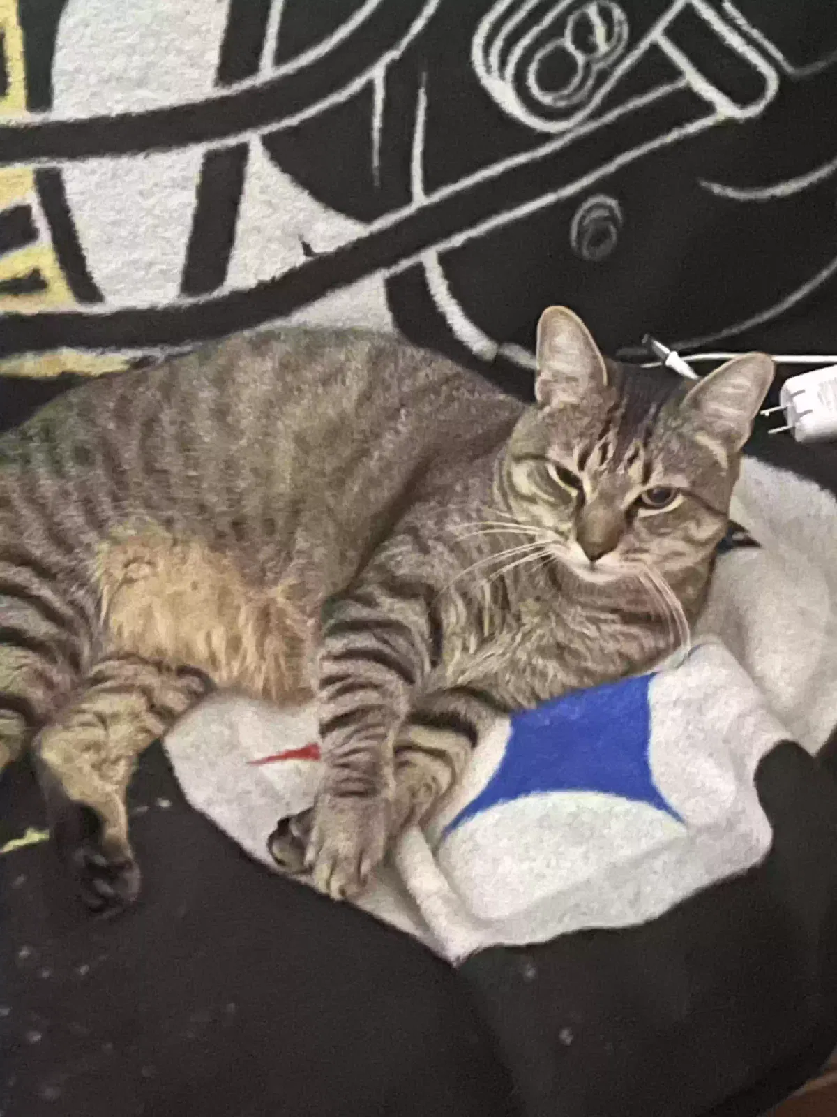 Lost cat in Bridgeport, PA, 19405