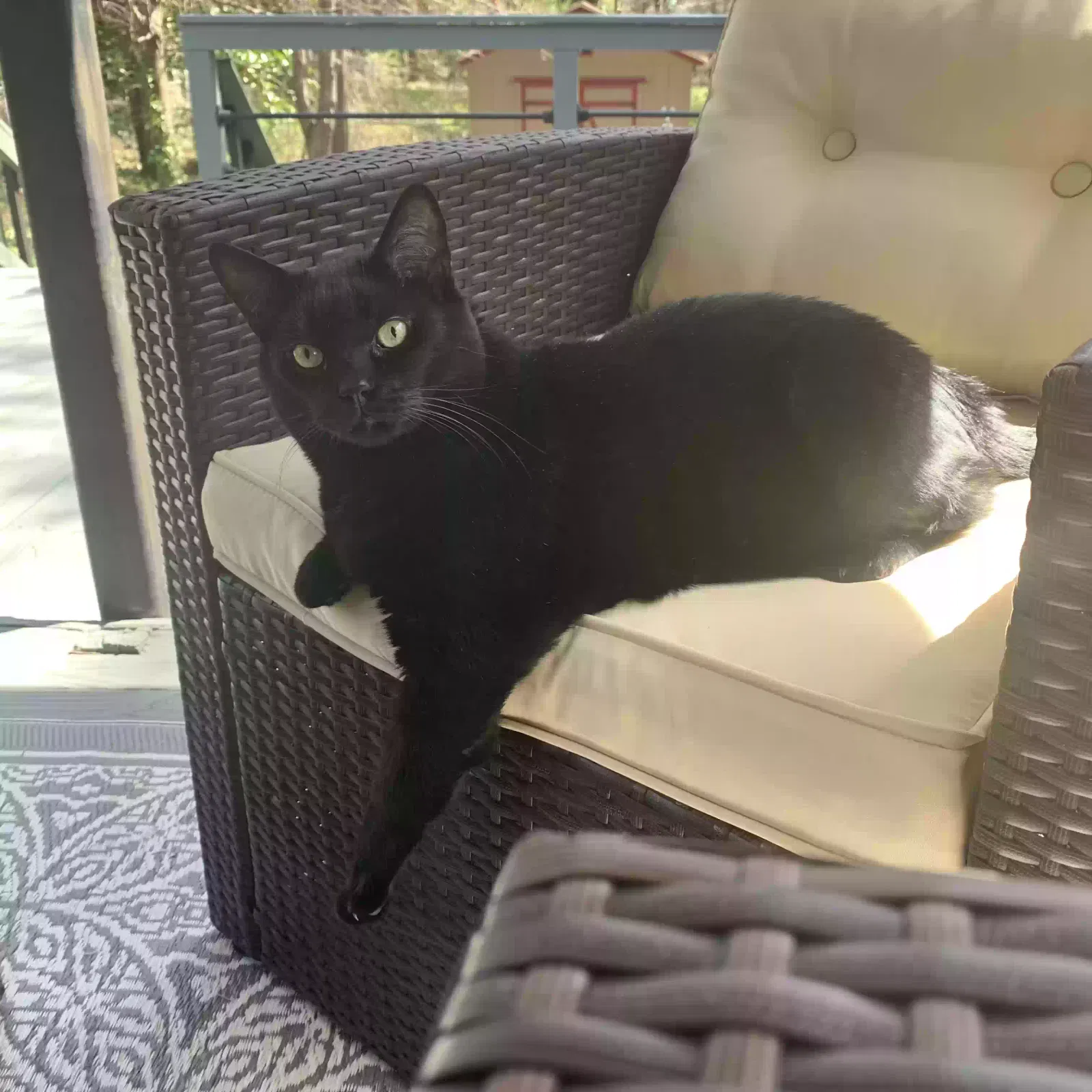 Lost cat in Alpharetta, GA, 30009