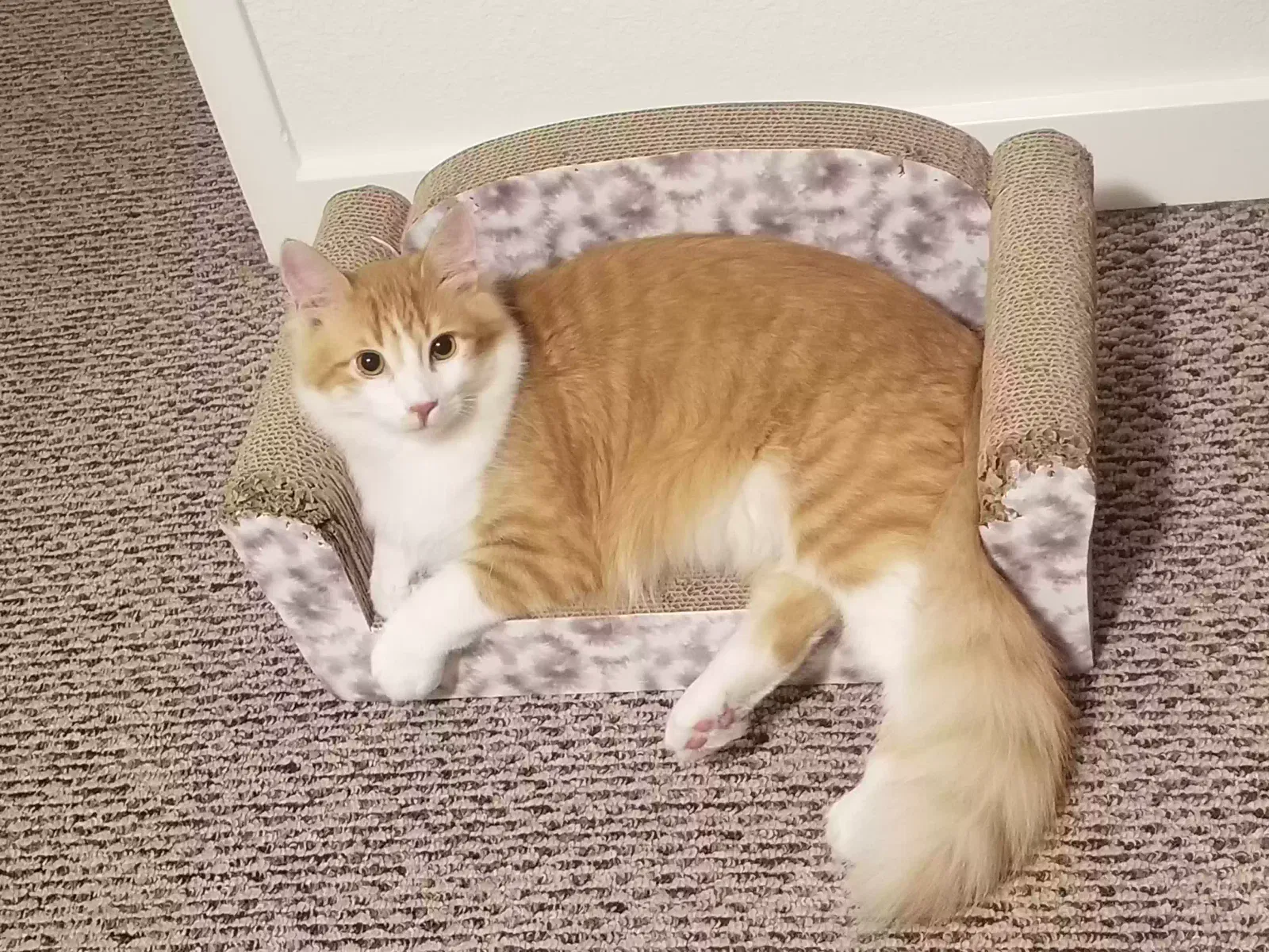 Lost cat in Marshall, TX, 75672
