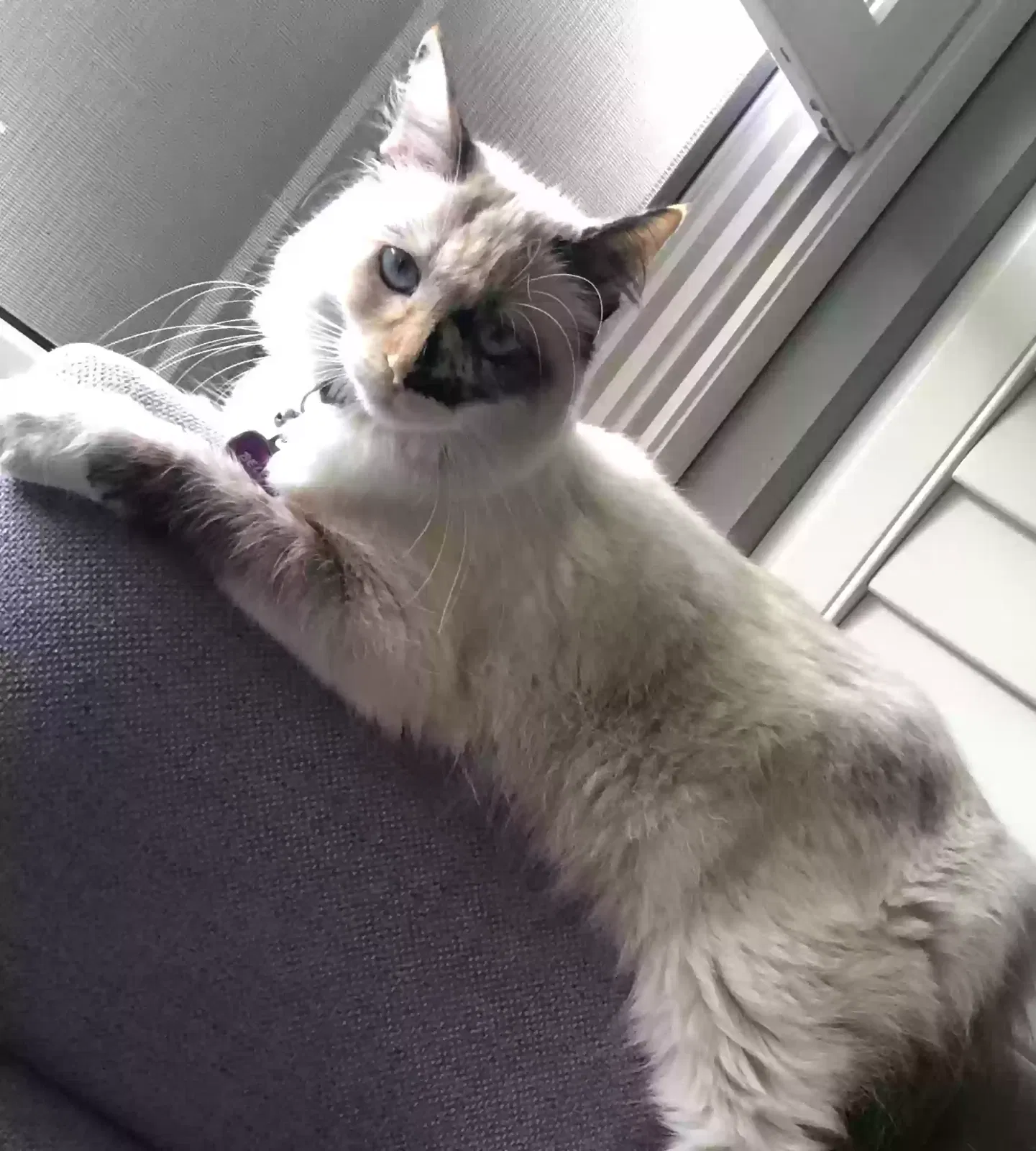 Lost cat in San Dimas, CA, 91773