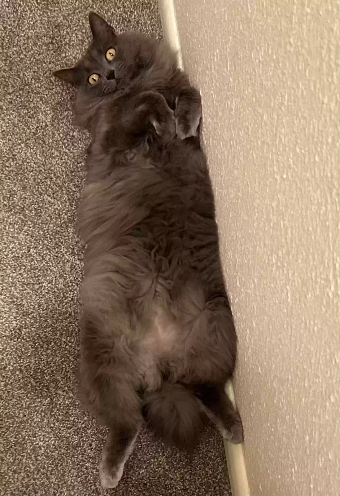 Lost cat in Albuquerque, NM, 87116